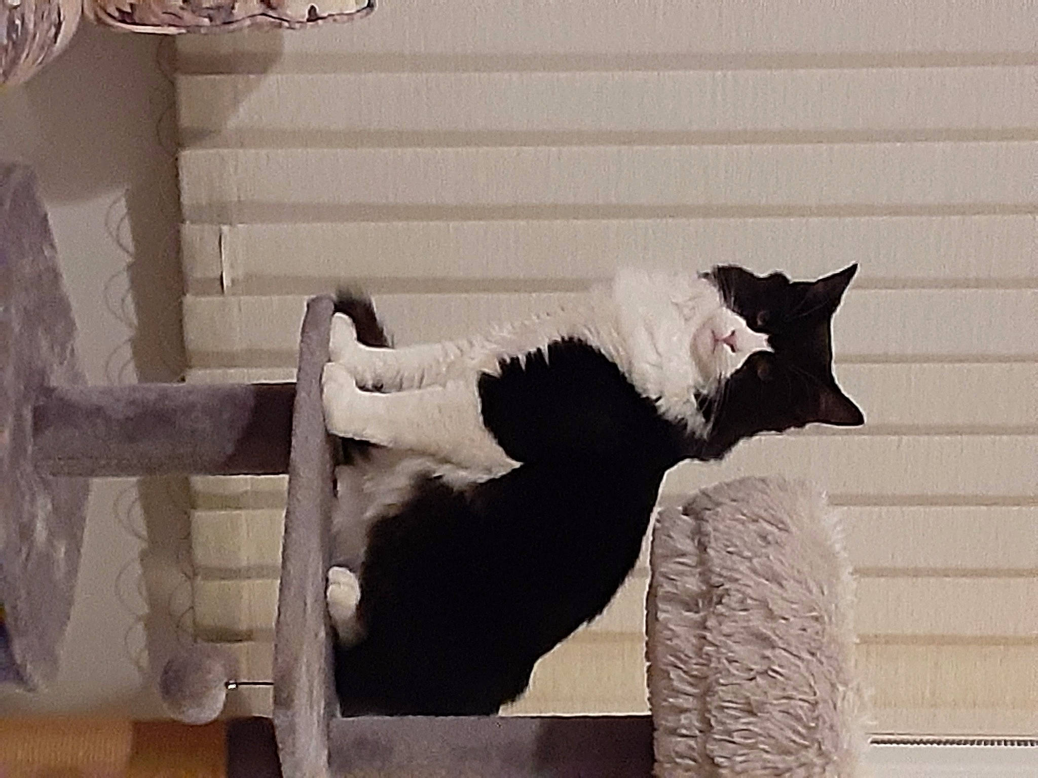 Nico joined the competition — help win amazing prizes! art, cat, felidae, fur, grey, monochrome, monochrome_photography, room, sculpture, sitting, small_to_medium_sized_cats, stairs, tail, tints_and_shades, tree, visual_arts, whiskers, window, wing, wood