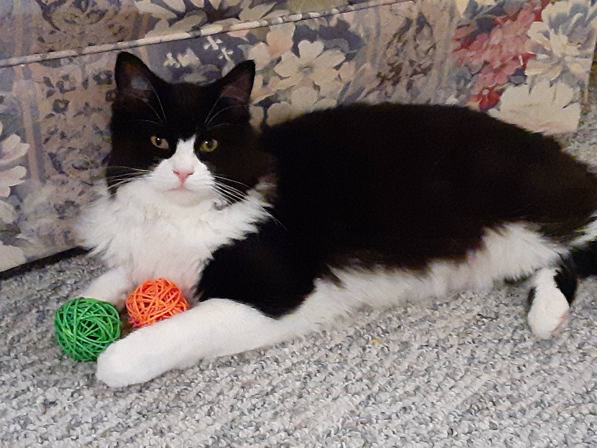 Nico is registered to the contest to win money with this photo: carmine, carnivore, cat, cat_supply, claw, comfort, domestic_short_haired_cat, felidae, flooring, foot, fur, paw, sitting, small_to_medium_sized_cats, snout, tail, whiskers