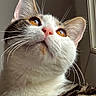 Rengar participe au concours pour gagner de l'argent avec cette photo : amber_eyes, animal, cat, close_up, curious, cute, domestic_cat, feline, fur, indoor, looking_up, mammal, pet, pink_nose, portrait, soft_light, tabby, whiskers, white_fur, window_light