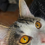 Rengar participe au concours pour gagner de l'argent avec cette photo : animal, cat, close_up, curious, cute, domestic_cat, ear, eyes, face, feline, fur, indoor, mammal, nose, pet, portrait, texture, whiskers, yellow_eyes