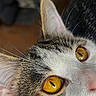 animal, cat, close_up, curious, cute, domestic_cat, ear, eyes, face, feline, fur, indoor, mammal, nose, pet, portrait, texture, whiskers, yellow_eyes