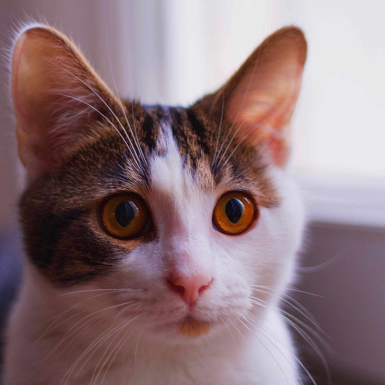 Rengar