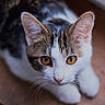 Rengar participe au concours pour gagner de l'argent avec cette photo : amber_eyes, animal, cat, close_up, curious, cute, domestic_cat, ears, feline, focused, fur, indoor, looking_up, pet, portrait, soft_light, tabby, whiskers, white_fur, wooden_surface
