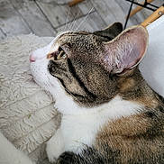 Olive participe au concours pour gagner de l'argent avec cette photo : cat, tabby, white_fur, close_up, side_profile, whiskers, ears, eye, resting, blanket, soft_texture, wooden_chair, floor, indoor, pet, animal, fur, calm, domestic, closeup