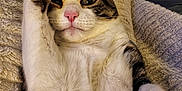 Olive participe au concours pour gagner de l'argent avec cette photo : cat, pet, feline, paw, pink_nose, fur, blanket, cozy, indoor, relaxed, whiskers, cute, stretching, soft_texture, close_up, tabby, white_fur, brown_fur, playful, resting