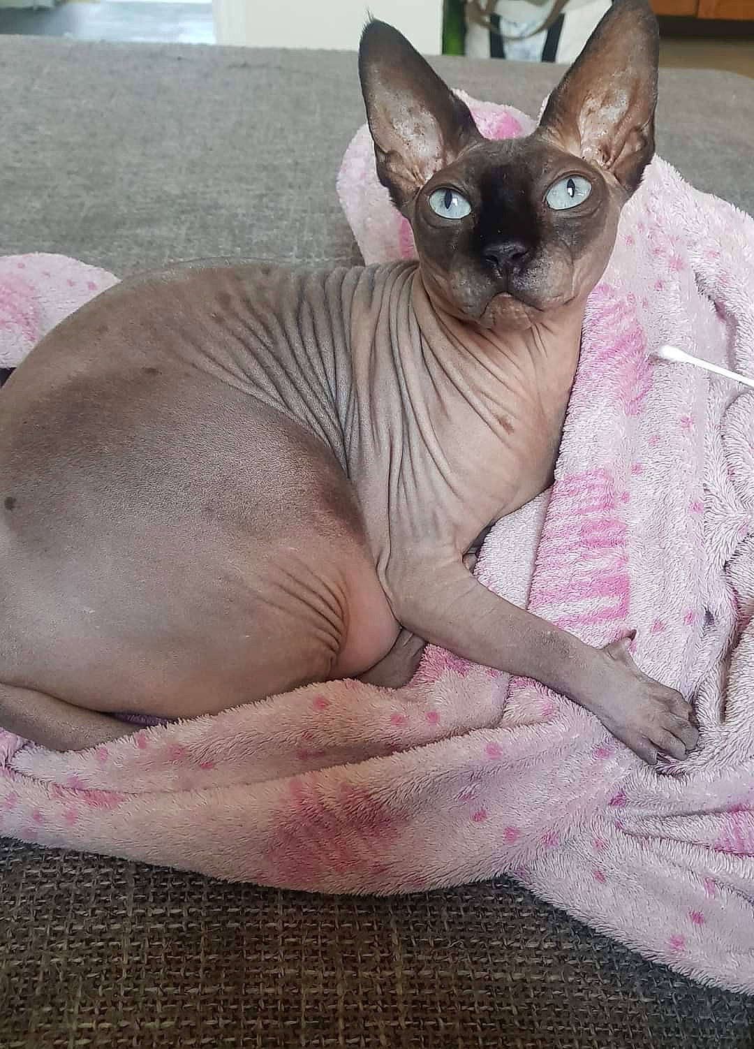 Leya Et Maguy a rejoint le concours — aidez-le/la à gagner de superbes lots ! carnivore, cat, comfort, fawn, felidae, fur, liver, siamese, small_to_medium_sized_cats, snout, terrestrial_animal, whiskers