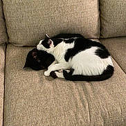 Maggie joined the competition — help win amazing prizes! cat, cats, black_cat, black_and_white_cat, couch, sofa, furniture, indoor, pet, sleeping, resting, snuggling, cozy, cute, animal, domestic_animal, two_animals, fur, relaxation, companion