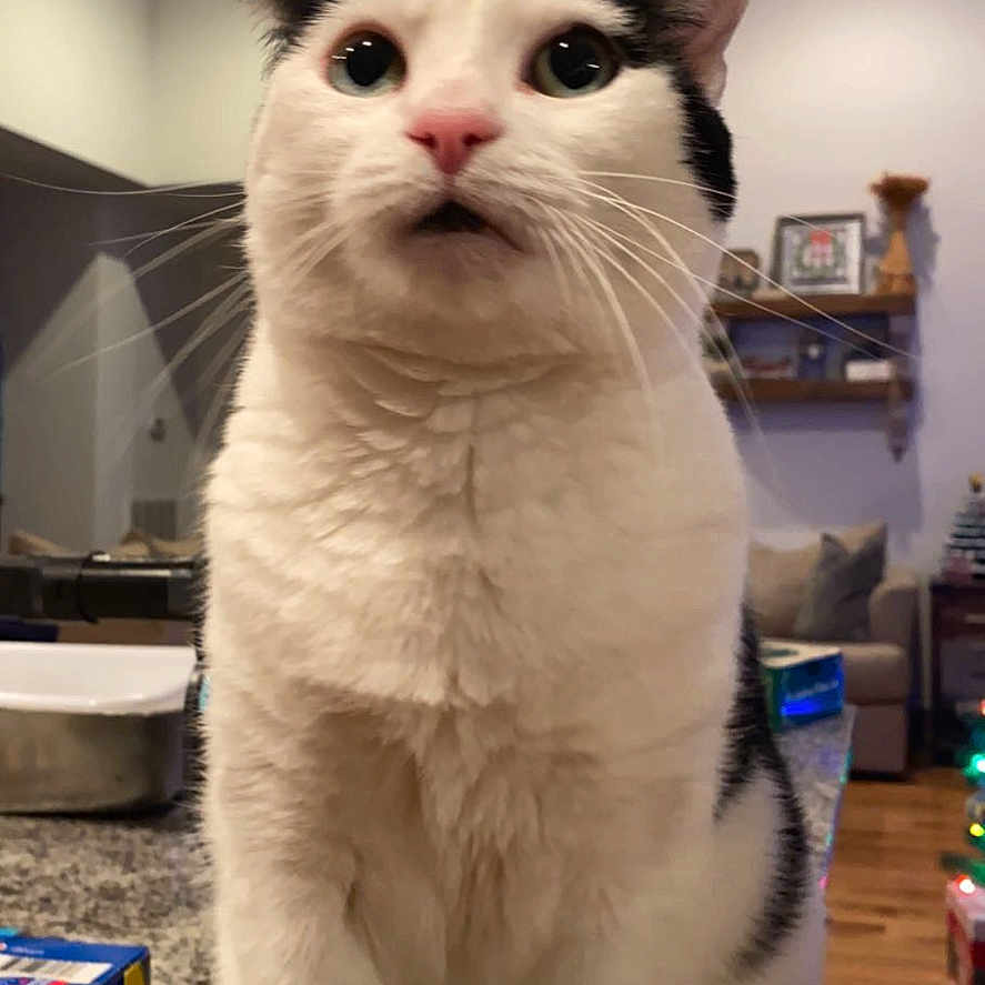 Maggie is registered to the contest to win money with this photo: animal, black_and_white, cat, close_up, countertop, curious, cute, domestic_cat, feline, furniture, granite, home, indoor, lights, living_room, pets, shelf, surprised_expression, whiskers, wood_floor