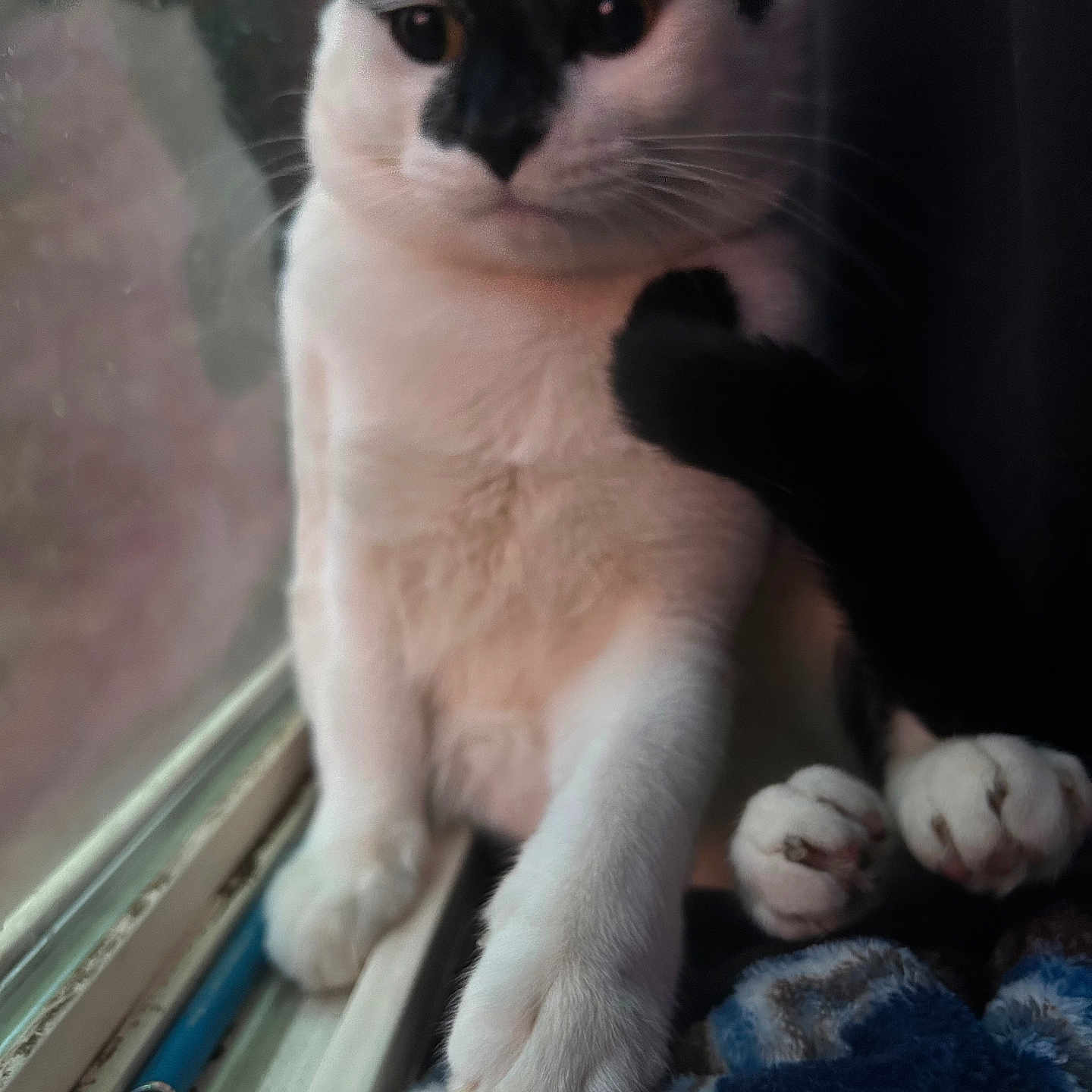 Renji joined the competition — help win amazing prizes! abyssinian, animal, blanket, bodypart, cat, computer, electronics, hardware, kitten, laptop, laundry, manx, pc, pen, pet, plush, siamese, toy, window, windowsill