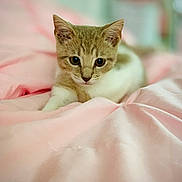 Mocha joined the competition — help win amazing prizes! kitten, cat, pet, animal, feline, cute, pink_blanket, soft, indoor, young, curious, closeup, portrait, resting, cozy, small, adorable, fur, whiskers, sleepy