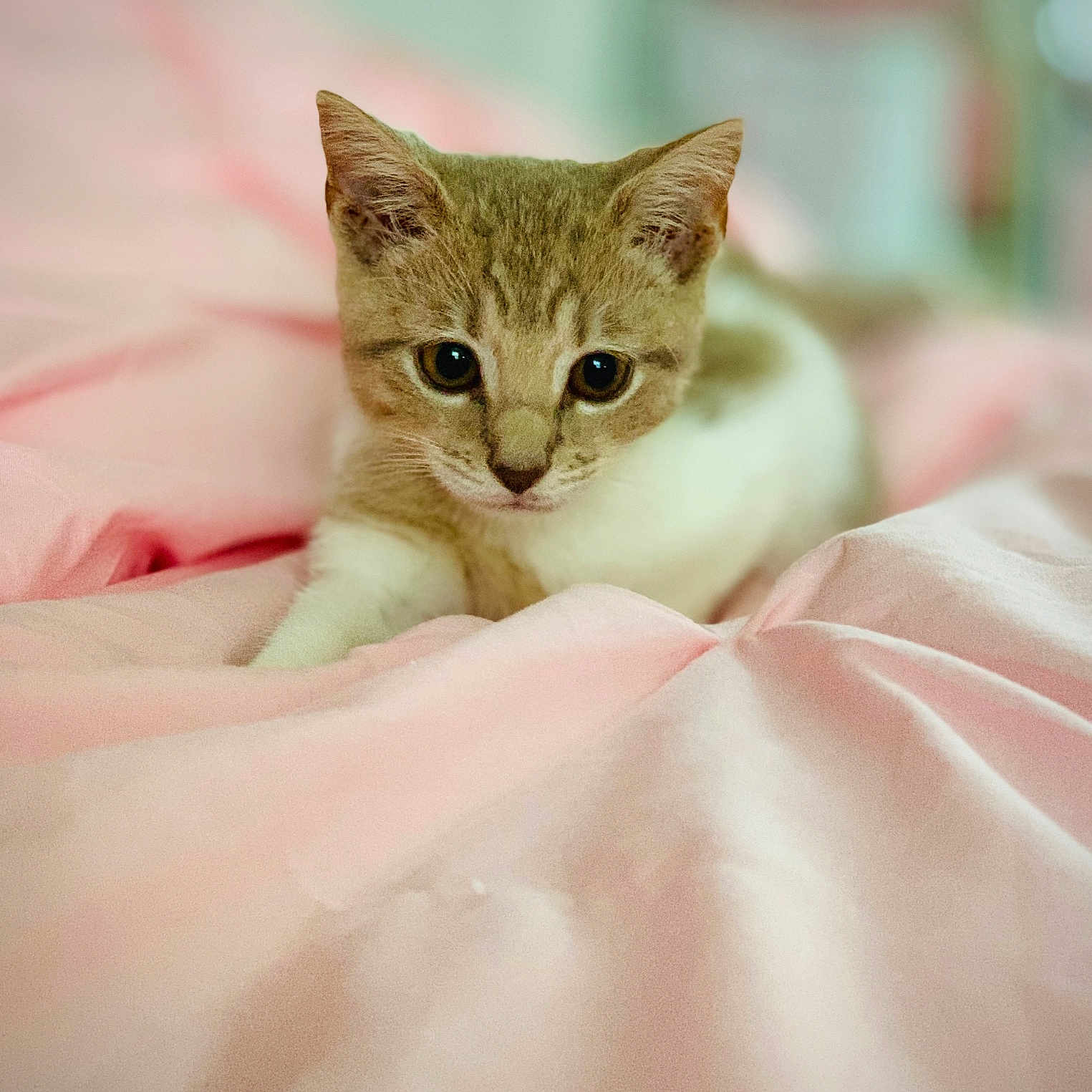 Mocha joined the competition — help win amazing prizes! kitten, cat, pet, animal, feline, cute, pink_blanket, soft, indoor, young, curious, closeup, portrait, resting, cozy, small, adorable, fur, whiskers, sleepy