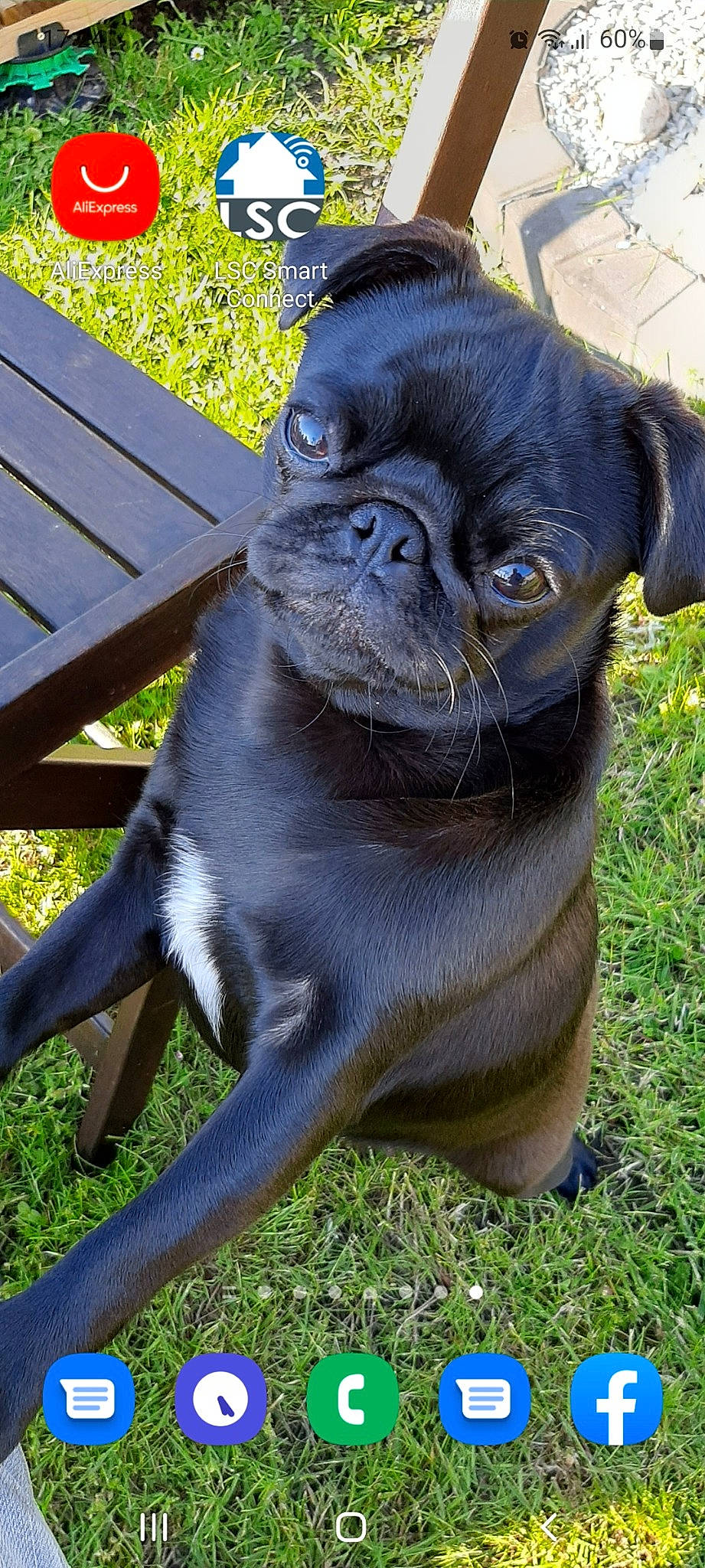 Shana participe au concours pour gagner de l'argent avec cette photo : bench, canidae, carnivore, companion_dog, dog, dog_breed, fawn, grass, outdoor_bench, outdoor_furniture, plant, pug, snout, sporting_group, terrestrial_animal, toy_dog, whiskers, wood, working_animal, wrinkle