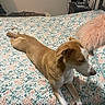 Margo joined the competition — help win amazing prizes! dog, bed, bedspread, floral_pattern, pillow, laptop, bottle, bedroom, furniture, animal, resting, tan, white, indoor, cozy, relaxed, side_table, floor, blanket, comfort