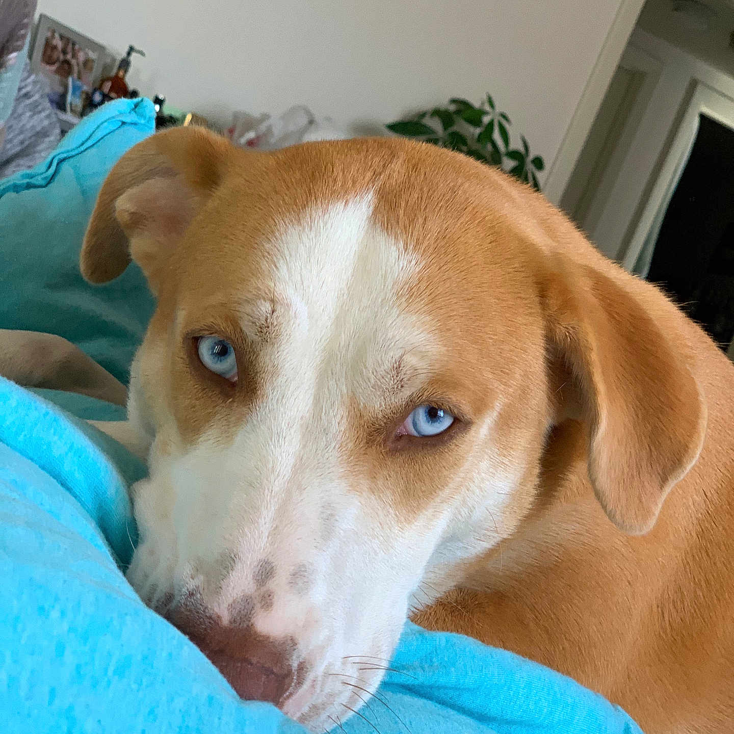 Margo joined the competition — help win amazing prizes! dog, blue_eyes, close_up, blanket, indoor, brown_and_white_fur, pet, resting, cozy, houseplant, furniture, portrait, animal, canine, relaxed, bedroom, soft_texture, sleepy, home_interior, cute