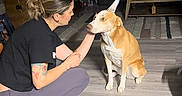 Margo is registered to the contest to win money with this photo: woman, dog, indoor, floor, plate, treats, pet, crouching, tattoo, casual_clothing, living_room, carpet, table, sofa, curtains, light, interaction, affection, home, flooring