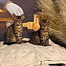Brukey Minnie is registered to the contest to win money with this photo: tabby_kittens, cats, blanket, pampas_grass, gold_coins, hand, indoor, cute, pets, fur, striped, sitting, decor, soft_texture, brown, beige, cozy, animal, feline, portrait