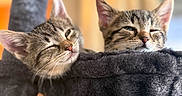 Brukey Minnie is registered to the contest to win money with this photo: cat, kitten, feline, pet, tabby, cozy, sleepy, cute, animal, indoor, hammock, soft, fur, ears, whiskers, closeup, resting, two, gray, cute_face