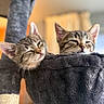 cat, kitten, feline, pet, tabby, cozy, sleepy, cute, animal, indoor, hammock, soft, fur, ears, whiskers, closeup, resting, two, gray, cute_face