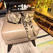 Brukey Minnie is registered to the contest to win money with this photo: cat, tabby_cat, pet, feline, ottoman, living_room, christmas_tree, holiday_lights, wooden_floor, coffee_table, cat_tree, decorations, rug, indoor, furniture, cozy, relaxed, two_animals, stretching, warm_lighting