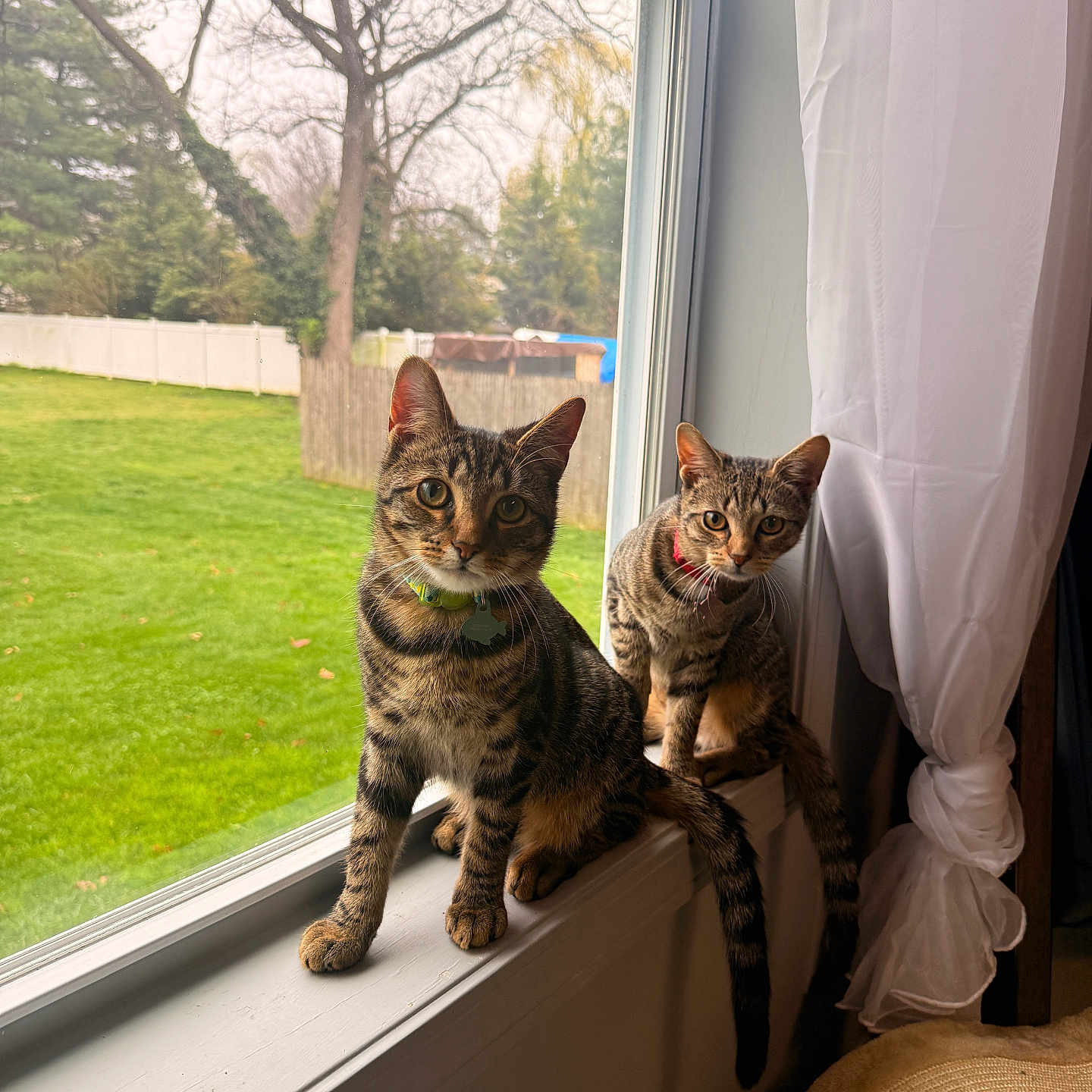 Brukey Minnie is registered to the contest to win money with this photo: cat, tabby_cat, windowsill, window, curtain, green_grass, tree, outdoor, indoor, pet, animal, feline, domestic_cat, looking, curious, two_animals, collar, natural_light, home, resting