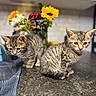 Brukey Minnie is registered to the contest to win money with this photo: kitten, cat, tabby, animal, pet, indoor, countertop, flowers, bouquet, kitchen, domestic, young, feline, cute, curious, fur, whiskers, ears, eyes, table