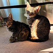 Brukey And Minnie is registered to the contest to win money with this photo: cat, kitten, tabby, pet, animal, indoor, sunlight, carpet, fur, whiskers, ears, eyes, cute, sitting, reflection, shadow, closeup, domestic, young, two