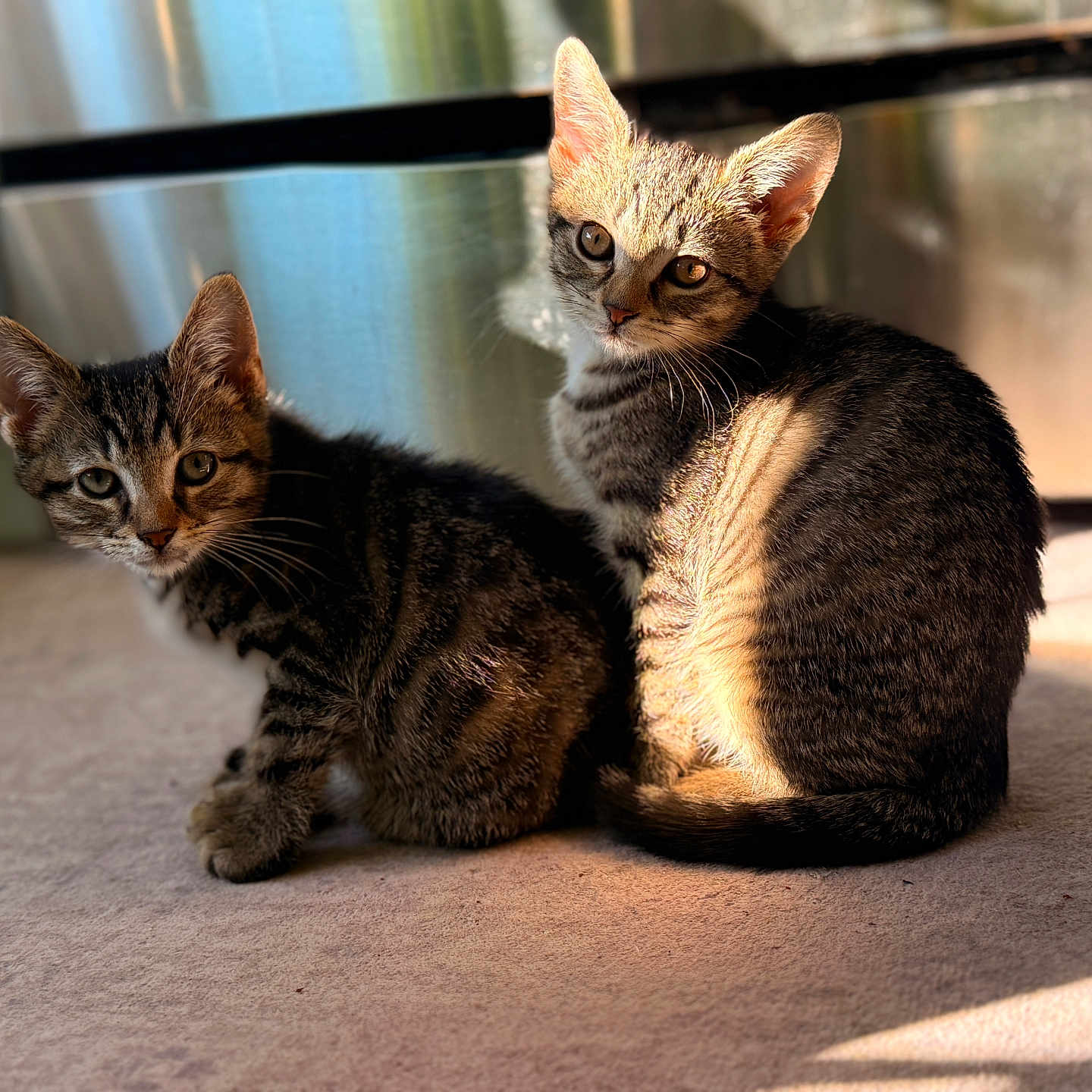 Brukey And Minnie is registered to the contest to win money with this photo: cat, kitten, tabby, pet, animal, indoor, sunlight, carpet, fur, whiskers, ears, eyes, cute, sitting, reflection, shadow, closeup, domestic, young, two
