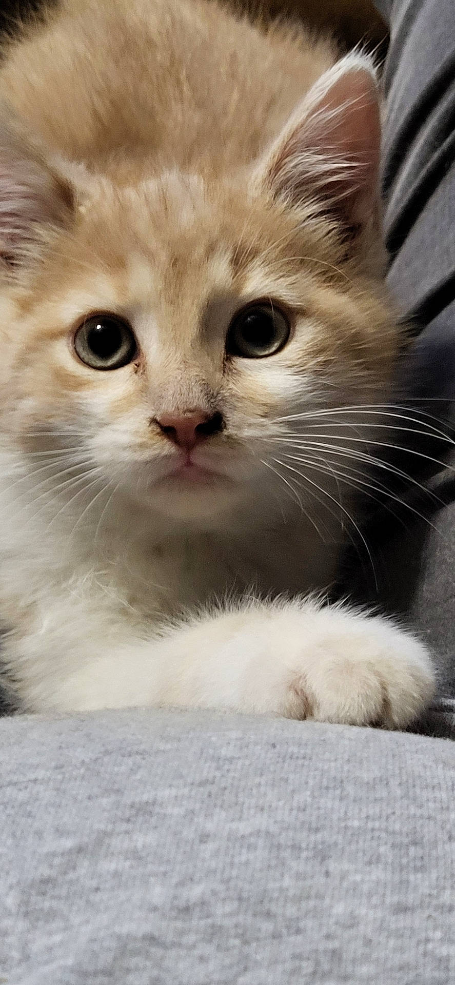 Spitz joined the competition — help win amazing prizes! abyssinian, angora, animal, cat, kitten, manx, pet, siamese