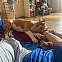 blanket, casual, chair, clothing, comfort, dog, fan, floor, furniture, hand, home, indoor, paw, person, relaxation, resting, shelf, sleeping, warm_light, wooden_floor