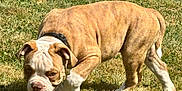 Akyro a rejoint le concours — aidez-le/la à gagner de superbes lots ! dog, puppy, bulldog, grass, outdoor, animal, pet, sniffing, brown, white, collar, canine, mammal, young, cute, nature, playful, summer, fur, walk