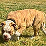 dog, puppy, bulldog, grass, outdoor, animal, pet, sniffing, brown, white, collar, canine, mammal, young, cute, nature, playful, summer, fur, walk