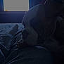 Akyro participe au concours pour gagner de l'argent avec cette photo : bed, canine, clothing, comfort, companion, cozy, dark, dog, home, indoor, jeans, leg, night, person, quiet, relaxation, resting, shadow, silhouette, tv
