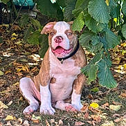 Akyro participe au concours pour gagner de l'argent avec cette photo : dog, puppy, sitting, outdoor, grass, leaves, nature, shade, sunlight, pet, smiling, happy, young, collar, brown, white, cute, animal, playful, relaxed