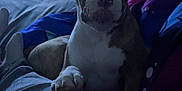 Akyro participe au concours pour gagner de l'argent avec cette photo : animal, bed, blanket, casual, comfort, couch, dark, dog, furniture, home, indoor, leg, living_room, night, paw, person, pet, relaxing, resting, television