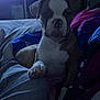 animal, bed, blanket, casual, comfort, couch, dark, dog, furniture, home, indoor, leg, living_room, night, paw, person, pet, relaxing, resting, television