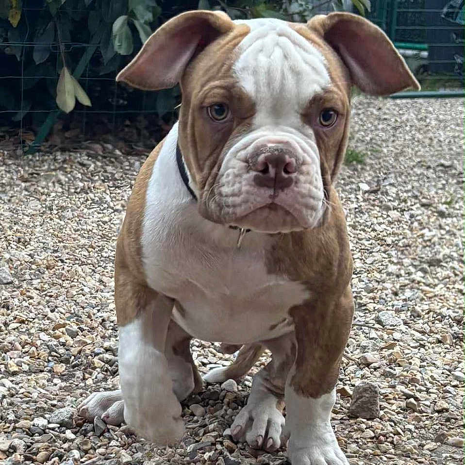 Akyro a rejoint le concours — aidez-le/la à gagner de superbes lots ! animal, brown, bulldog, bush, collar, cute, dog, ears, fur, gravel, greenery, ground, muzzle, nature, outdoor, pet, puppy, walking, white, young