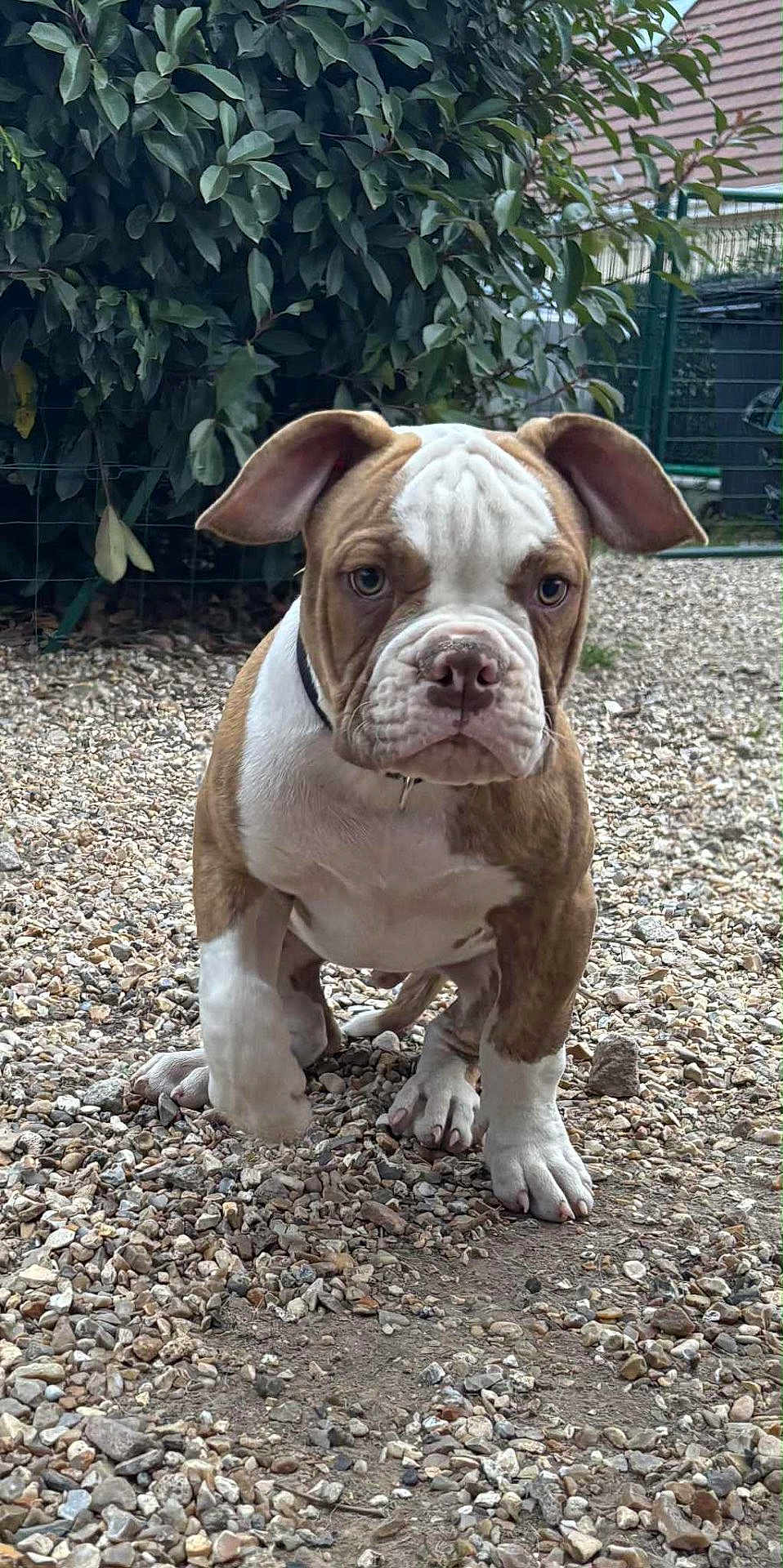 Akyro a rejoint le concours — aidez-le/la à gagner de superbes lots ! puppy, bulldog, dog, outdoor, gravel, greenery, bush, pet, young, animal, cute, brown, white, ears, fur, collar, ground, nature, muzzle, walking
