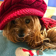 Sasha joined the competition — help win amazing prizes! animal, blanket, brown_fur, close_up, cozy, cute, cute_pet, dog, furry, indoor, knit_hat, long_fur, pet, portrait, red_hat, resting, small_dog, snowman_pattern, warm, winter