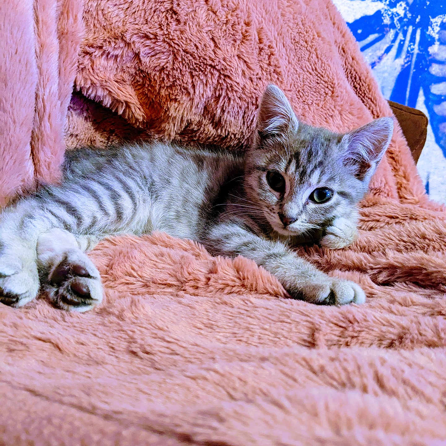 Mina participe au concours pour gagner de l'argent avec cette photo : abyssinian, animal, blanket, cat, couch, furniture, kitten, manx, person, pet, quilt, sleeping, towel