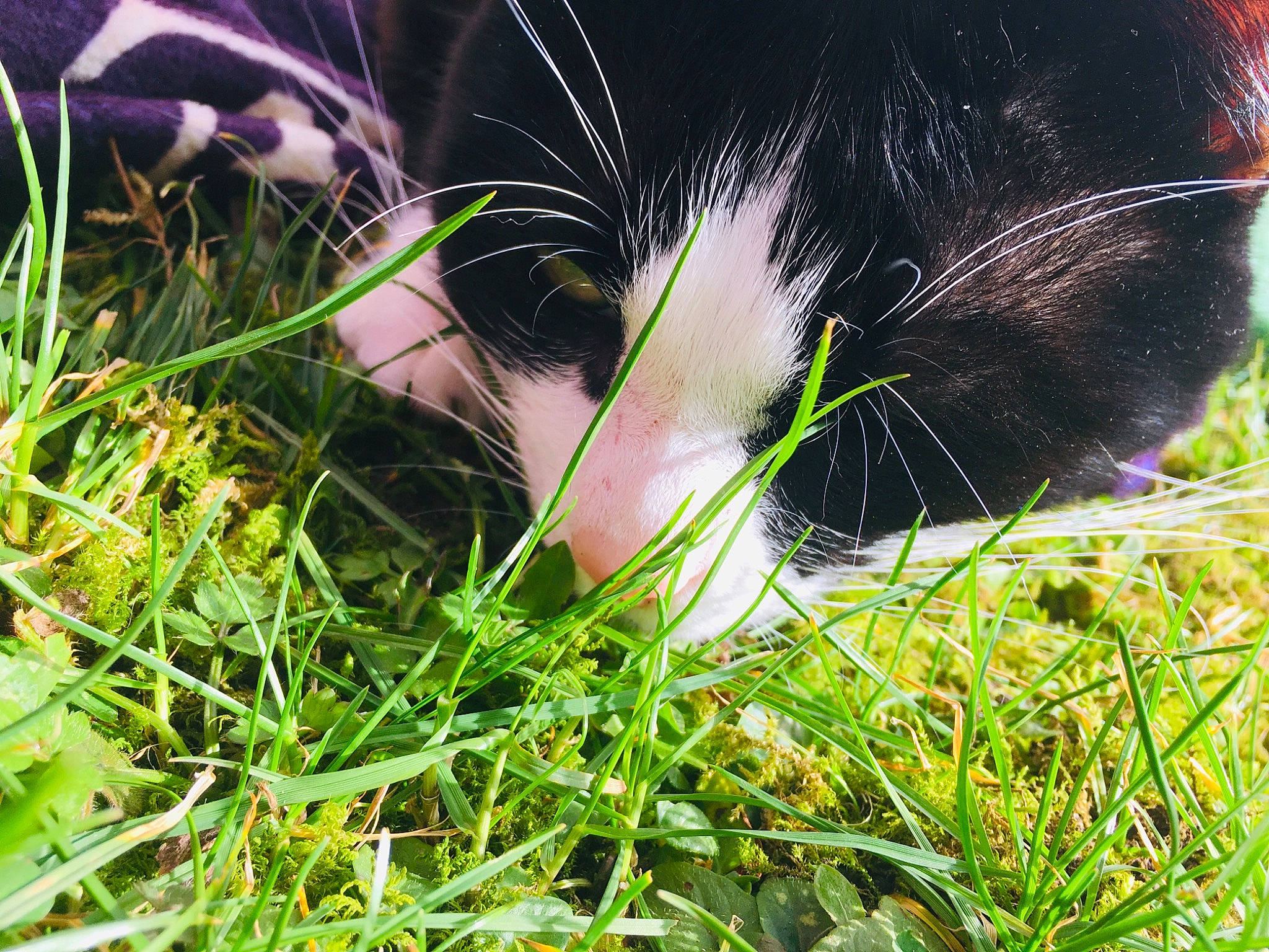 Popey participe au concours pour gagner de l'argent avec cette photo : carnivore, cat, domestic_short_haired_cat, eye, felidae, fur, grass, grass_family, grassland, groundcover, happy, head, meadow, people_in_nature, plant, small_to_medium_sized_cats, snout, tail, terrestrial_animal, whiskers