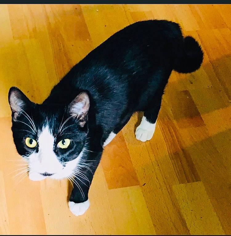 Popey participe au concours pour gagner de l'argent avec cette photo : carnivore, cat, comfort, domestic_short_haired_cat, electric_blue, eye, felidae, floor, flooring, foot, fur, hardwood, human_leg, paw, small_to_medium_sized_cats, snout, tail, whiskers, wood, wood_stain