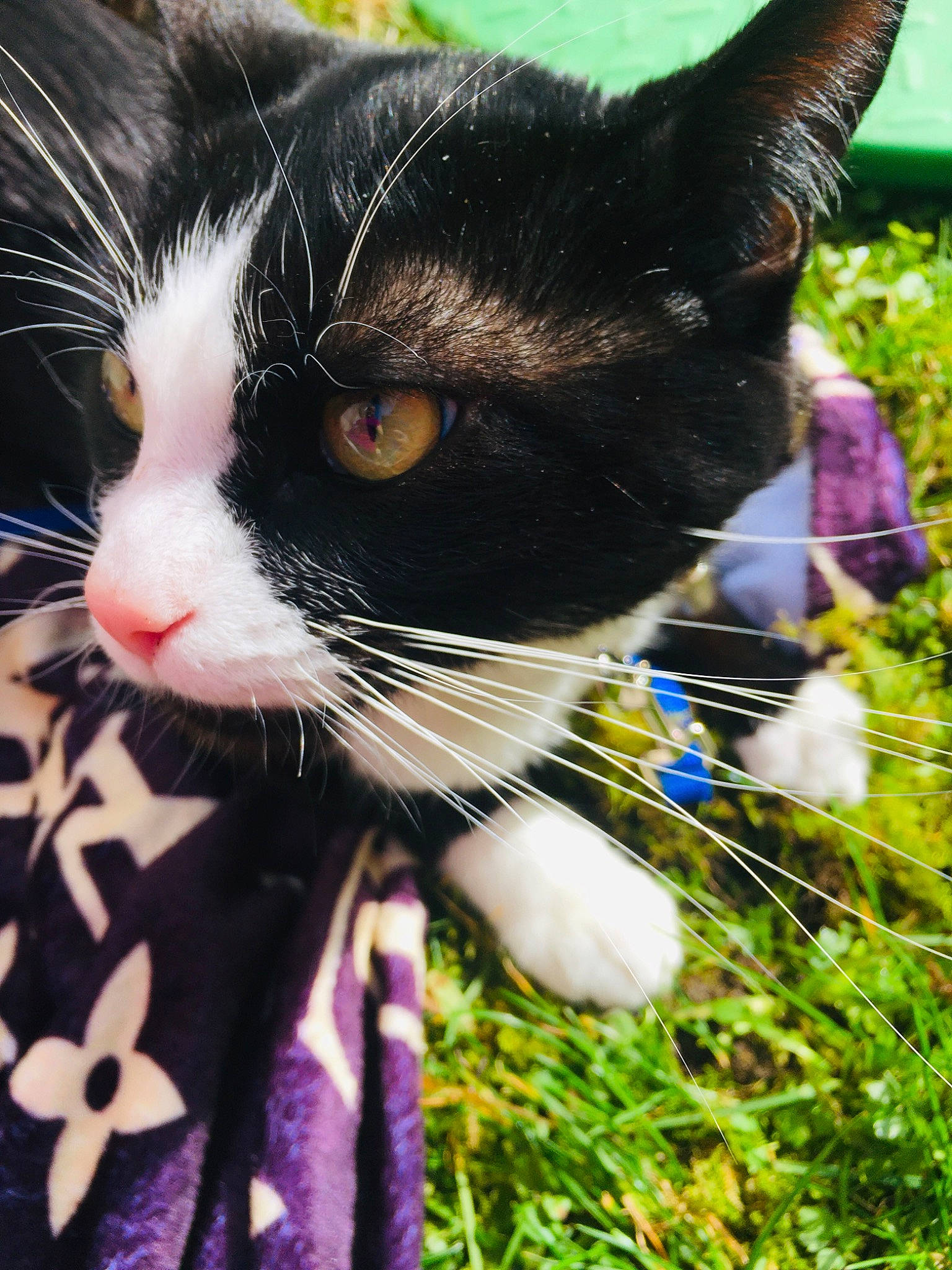 Popey a rejoint le concours — aidez-le/la à gagner de superbes lots ! black_cat, carnivore, cat, domestic_short_haired_cat, electric_blue, felidae, fur, grass, iris, leisure, paw, plant, sitting, small_to_medium_sized_cats, snout, tail, terrestrial_animal, tree, whiskers