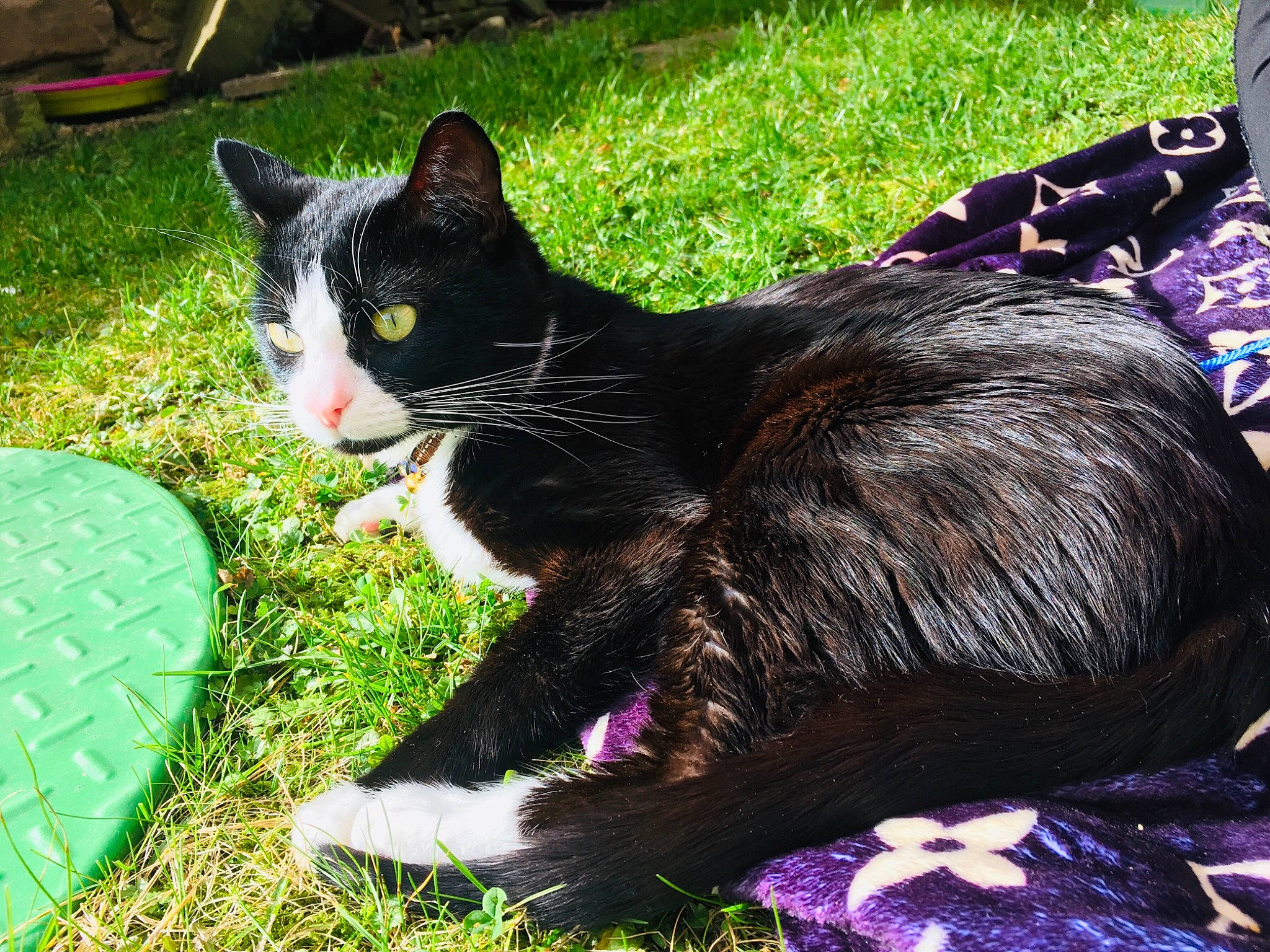 Popey participe au concours pour gagner de l'argent avec cette photo : black_cat, carnivore, cat, claw, domestic_short_haired_cat, felidae, foot, fur, garden, grass, green, groundcover, lawn, paw, plant, sitting, small_to_medium_sized_cats, tail, terrestrial_animal, whiskers