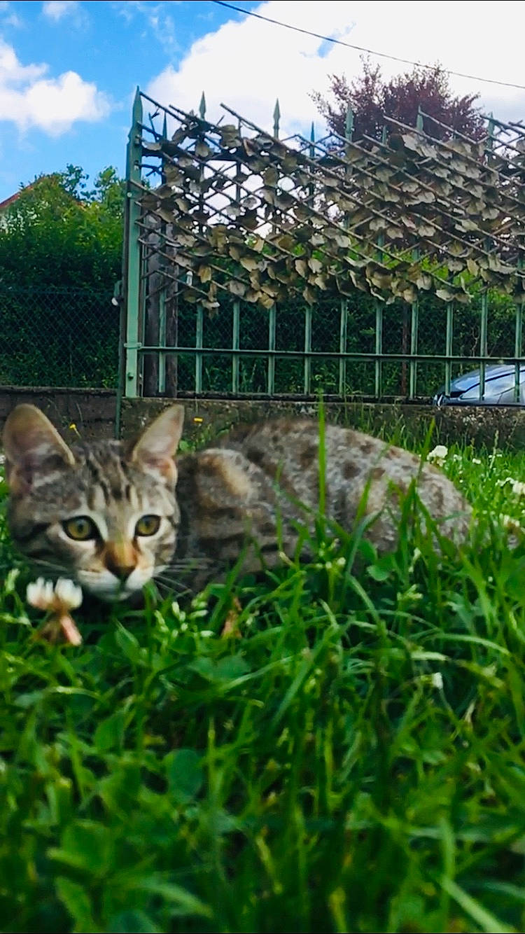 Nala participe au concours pour gagner de l'argent avec cette photo : carnivore, cat, cloud, domestic_short_haired_cat, fawn, felidae, fence, grass, grass_family, grassland, groundcover, lawn, plant, sky, small_to_medium_sized_cats, snout, tail, terrestrial_animal, tree, whiskers