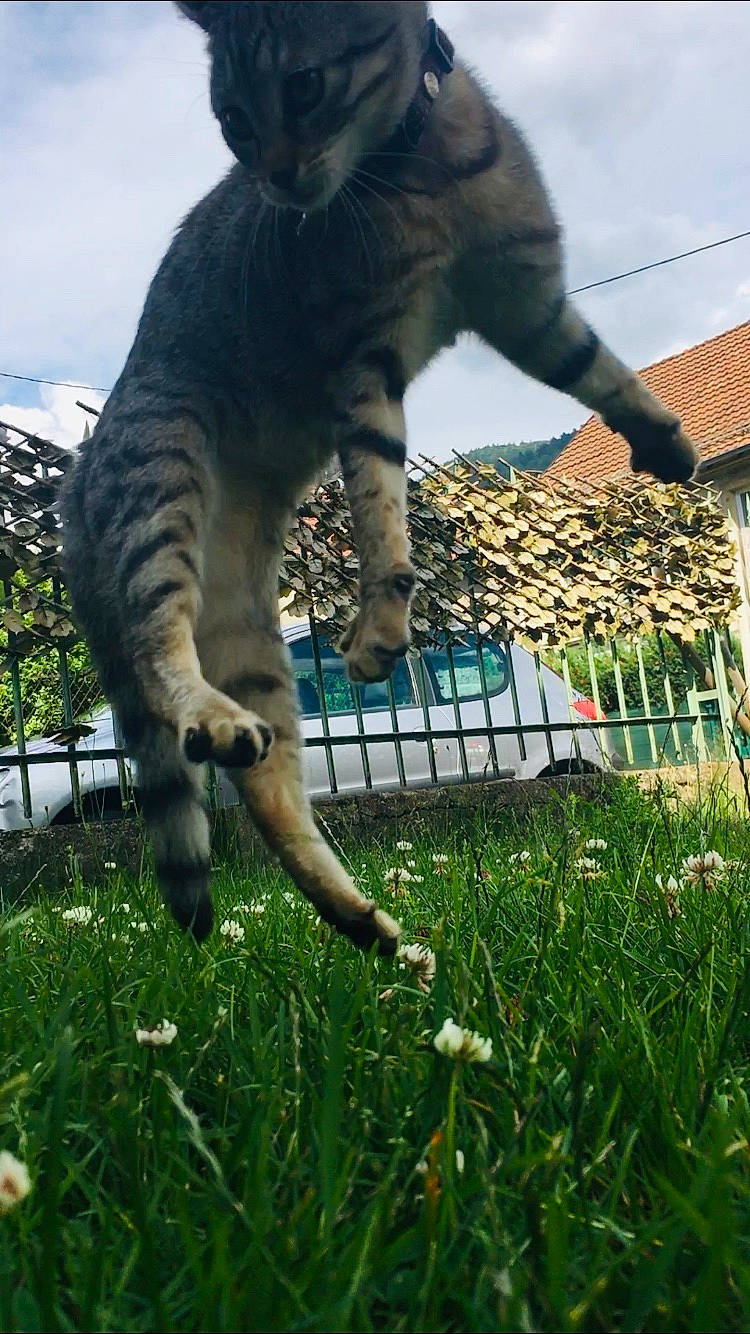 Nala a rejoint le concours — aidez-le/la à gagner de superbes lots ! carnivore, cat, domestic_short_haired_cat, felidae, fence, fur, grass, leaf, morning, plant, sky, small_to_medium_sized_cats, snout, spring, sunlight, tail, terrestrial_animal, tree, whiskers, wildlife