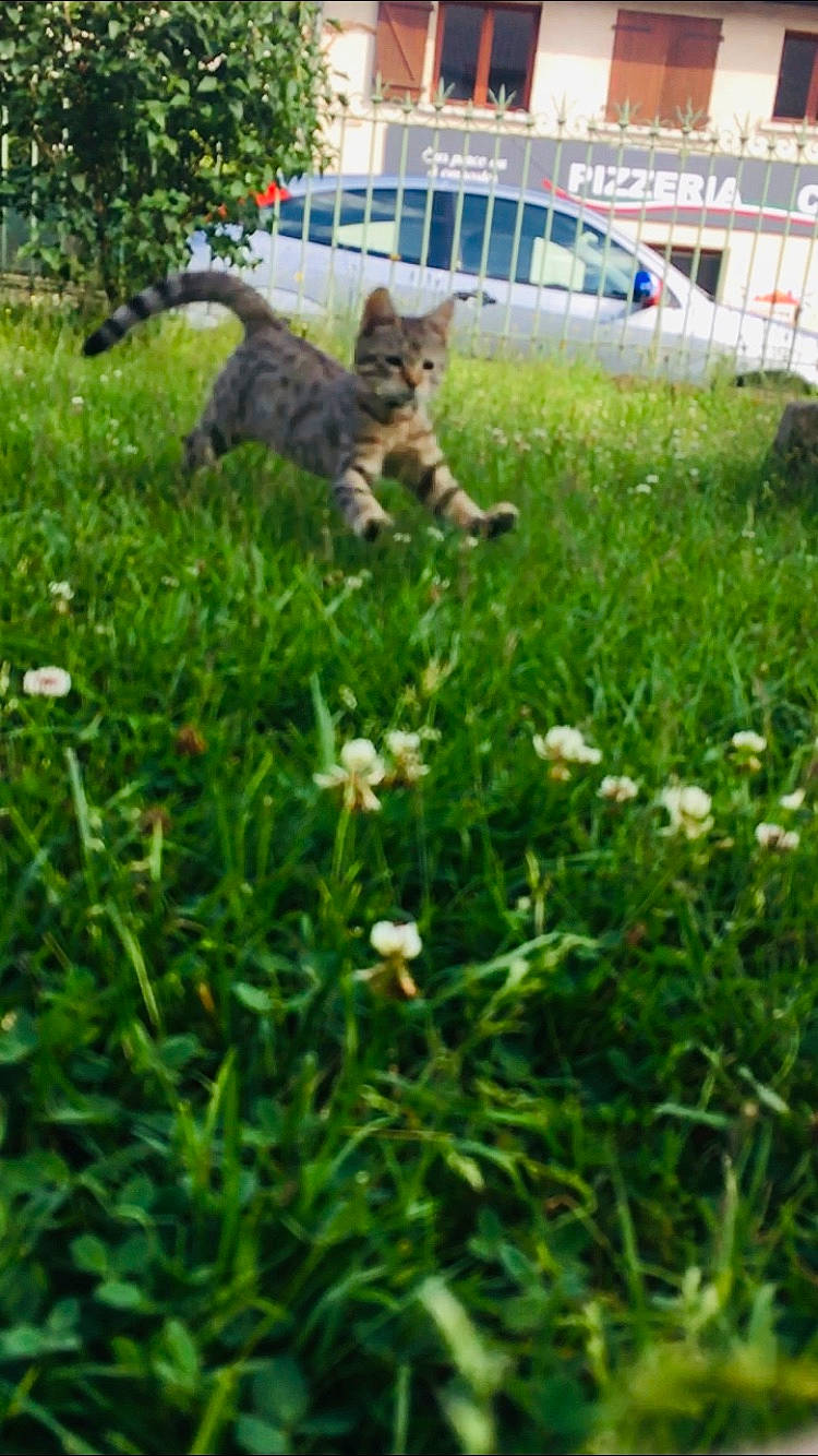 Nala a rejoint le concours — aidez-le/la à gagner de superbes lots ! building, carnivore, cat, dog_breed, domestic_short_haired_cat, fawn, felidae, grass, grass_family, groundcover, herbaceous_plant, lawn, plant, shrub, small_to_medium_sized_cats, spring, tail, tree, vehicle, whiskers