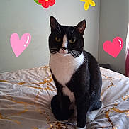 Lady Dawn Martin joined the competition — help win amazing prizes! animal, bed, bedding, black_and_white, blanket, butterfly, cat, cute, ears, face, flower, fur, heart, indoor, paws, pet, sitting, wall, whiskers, yellow_eyes