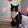 animal, bed, bedding, black_and_white, blanket, butterfly, cat, cute, ears, face, flower, fur, heart, indoor, paws, pet, sitting, wall, whiskers, yellow_eyes