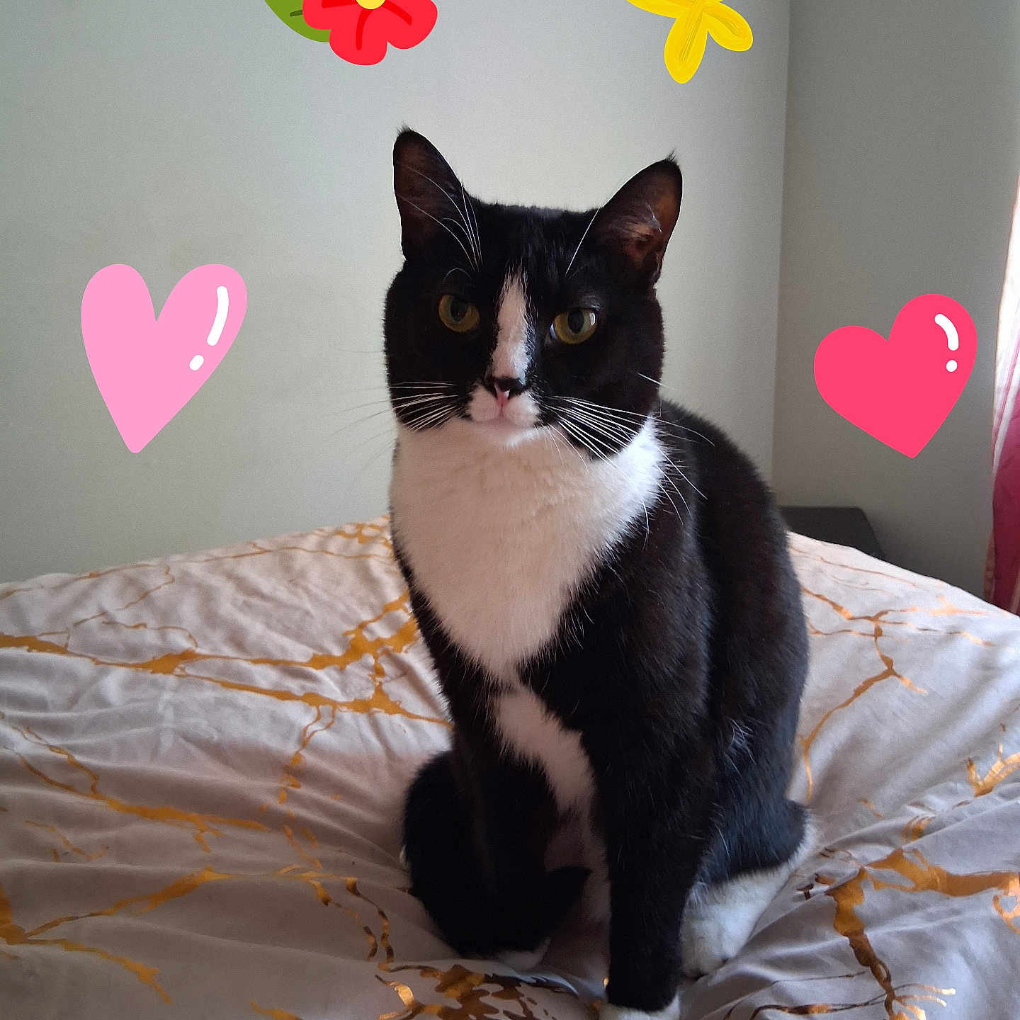 Lady Dawn Martin joined the competition — help win amazing prizes! animal, bed, bedding, black_and_white, blanket, butterfly, cat, cute, ears, face, flower, fur, heart, indoor, paws, pet, sitting, wall, whiskers, yellow_eyes
