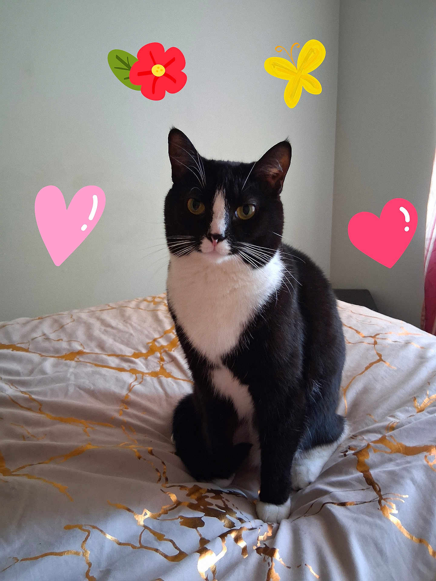 Lady Dawn Martin joined the competition — help win amazing prizes! animal, bed, bedding, black_and_white, blanket, butterfly, cat, cute, ears, face, flower, fur, heart, indoor, paws, pet, sitting, wall, whiskers, yellow_eyes